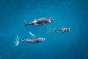 3 Whales migrating home Coolum landscape Image
