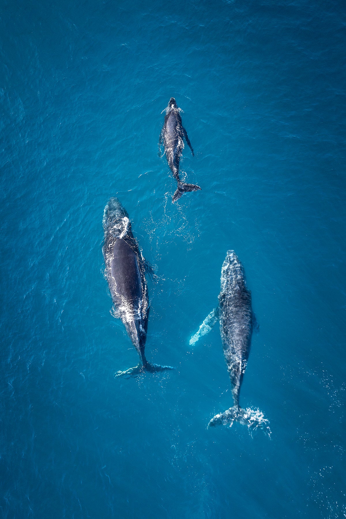 3 Whales migrating home Coolum