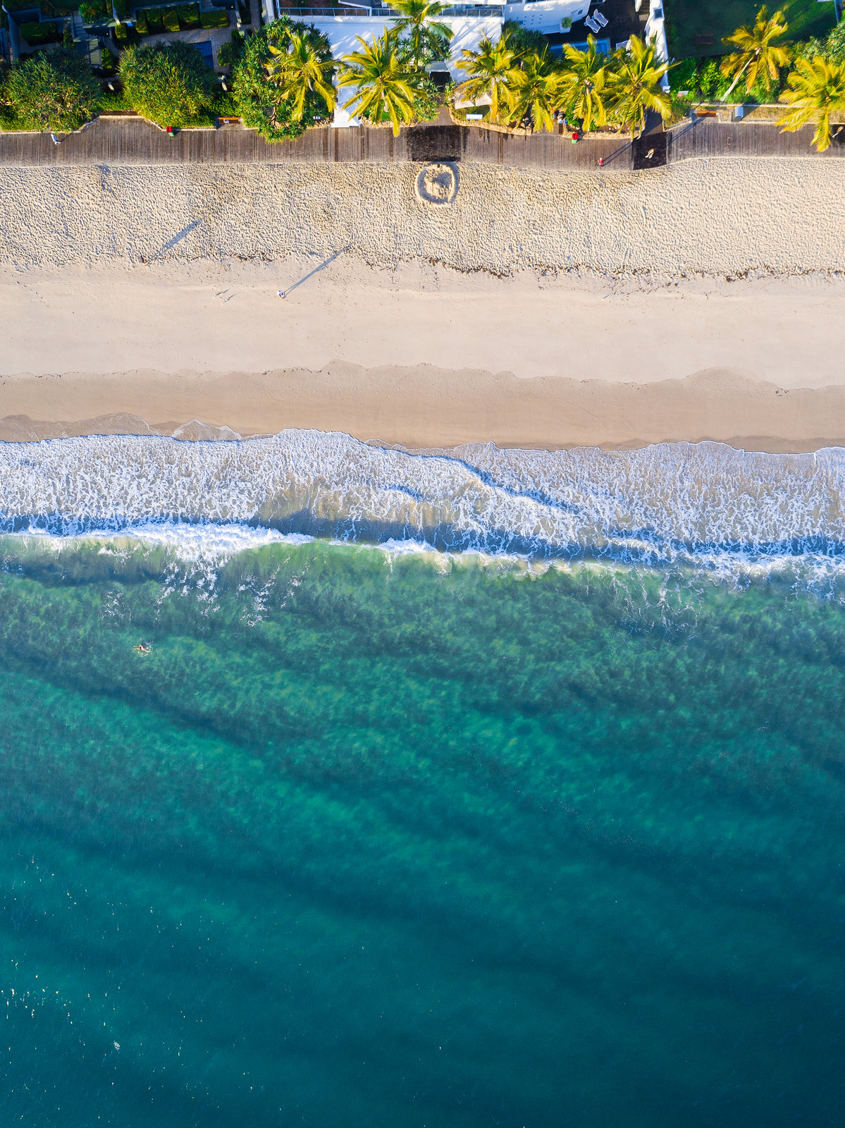 Noosa Palm Trees - Dave Wilcock Photography