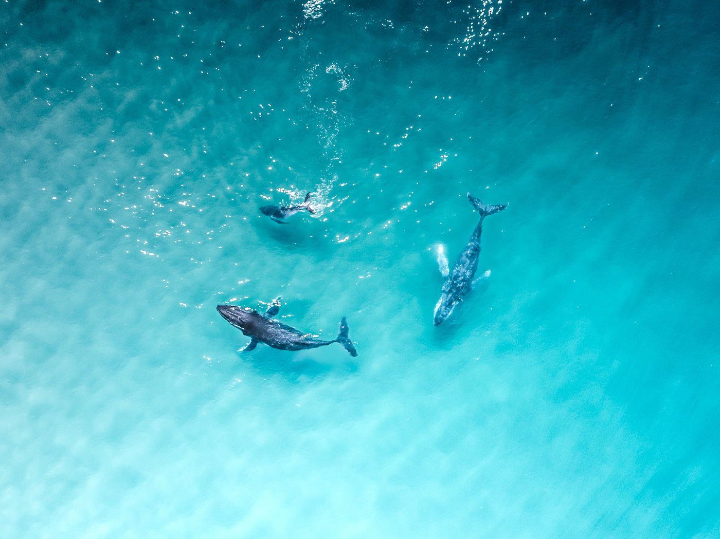 Shallow Play -Alexandria Bay Noosa - Dave Wilcock Photography