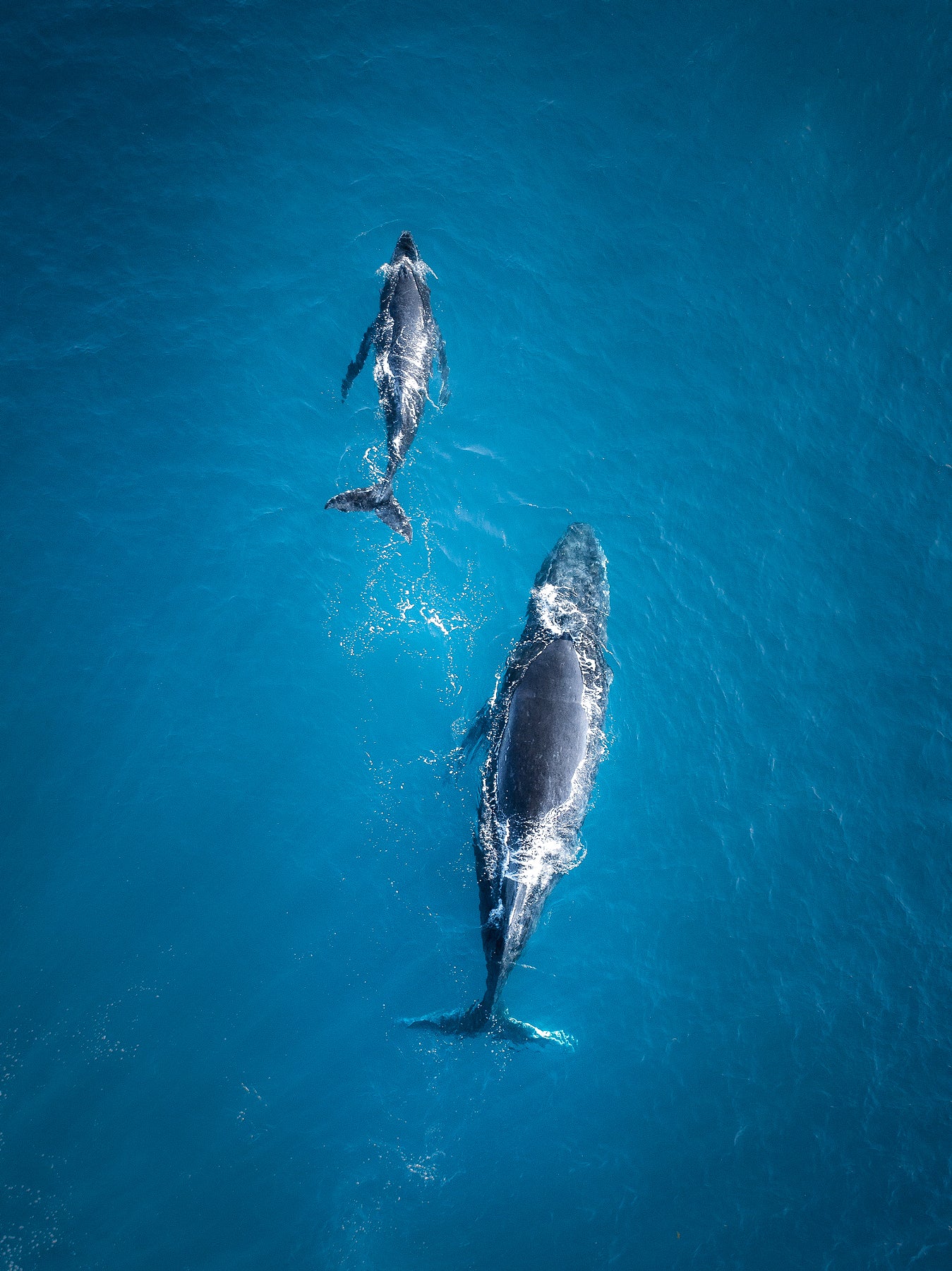 Together - Coolum Beach Whales - Dave Wilcock Photography