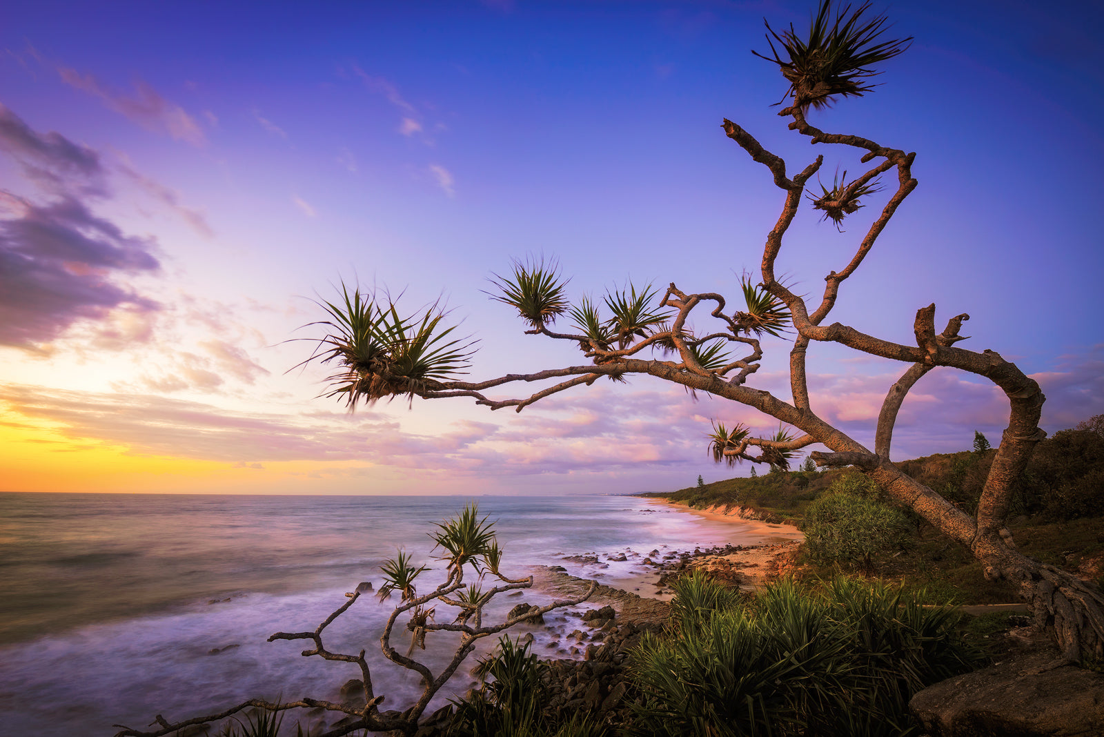 Yaroomba Pandanas - Dave Wilcock Photography
